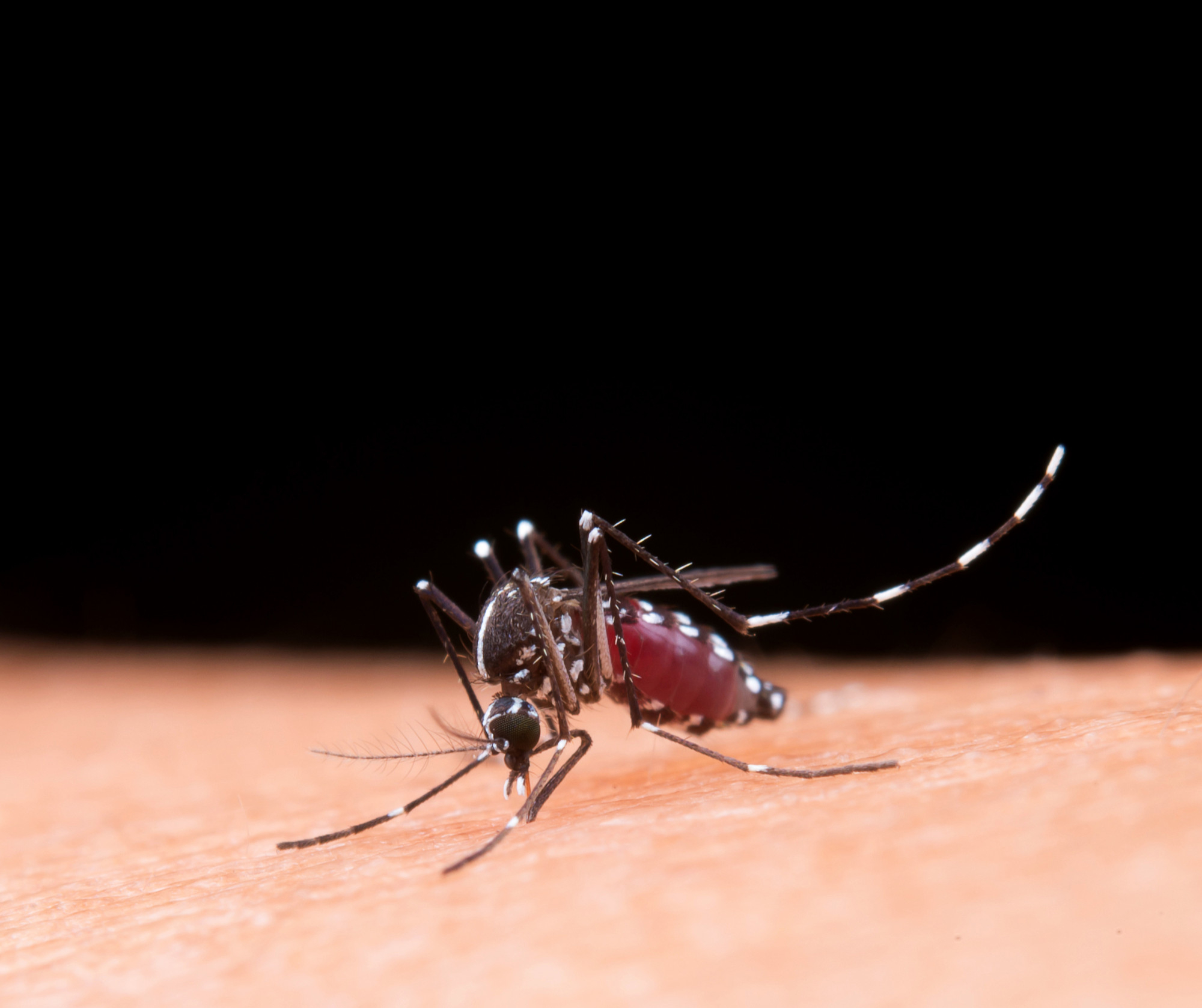 Mosquito da dengue pica pele do braço de um homem.