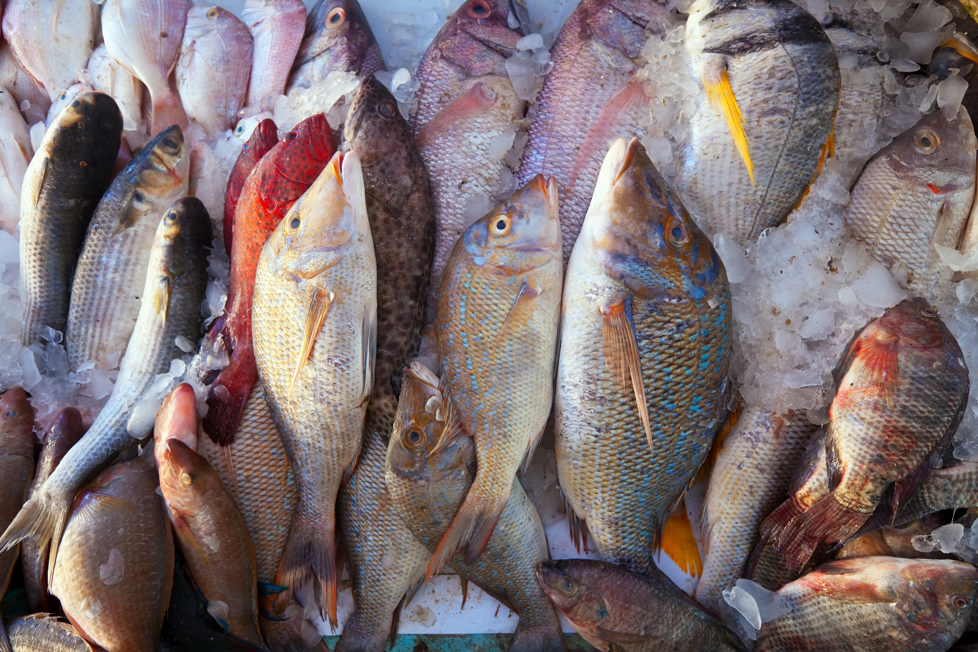 Peixes frescos prontos para serem vendidos, mas comprador se questiona sobre o risco de rabdomiólise